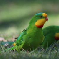 Superb Parrot